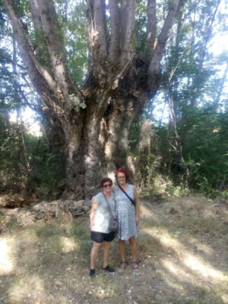 Foto de compañeras con un árbol grande