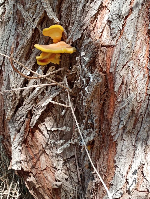 Una flor solitaria